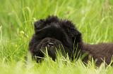 CHOW CHOW 556